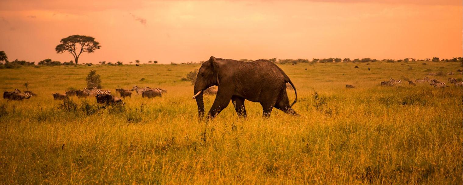 Tanzania Tailor-Made Safari